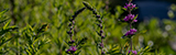 Wildflowers growing in a field